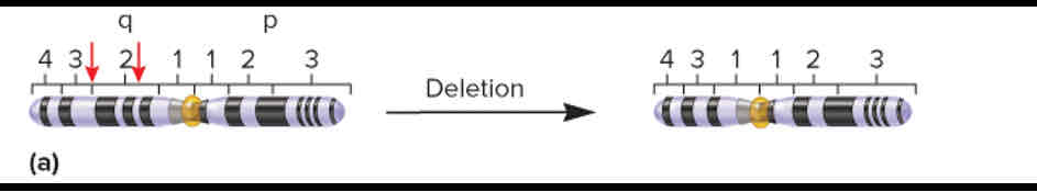 <p>The loss of a chromosomal segment</p>