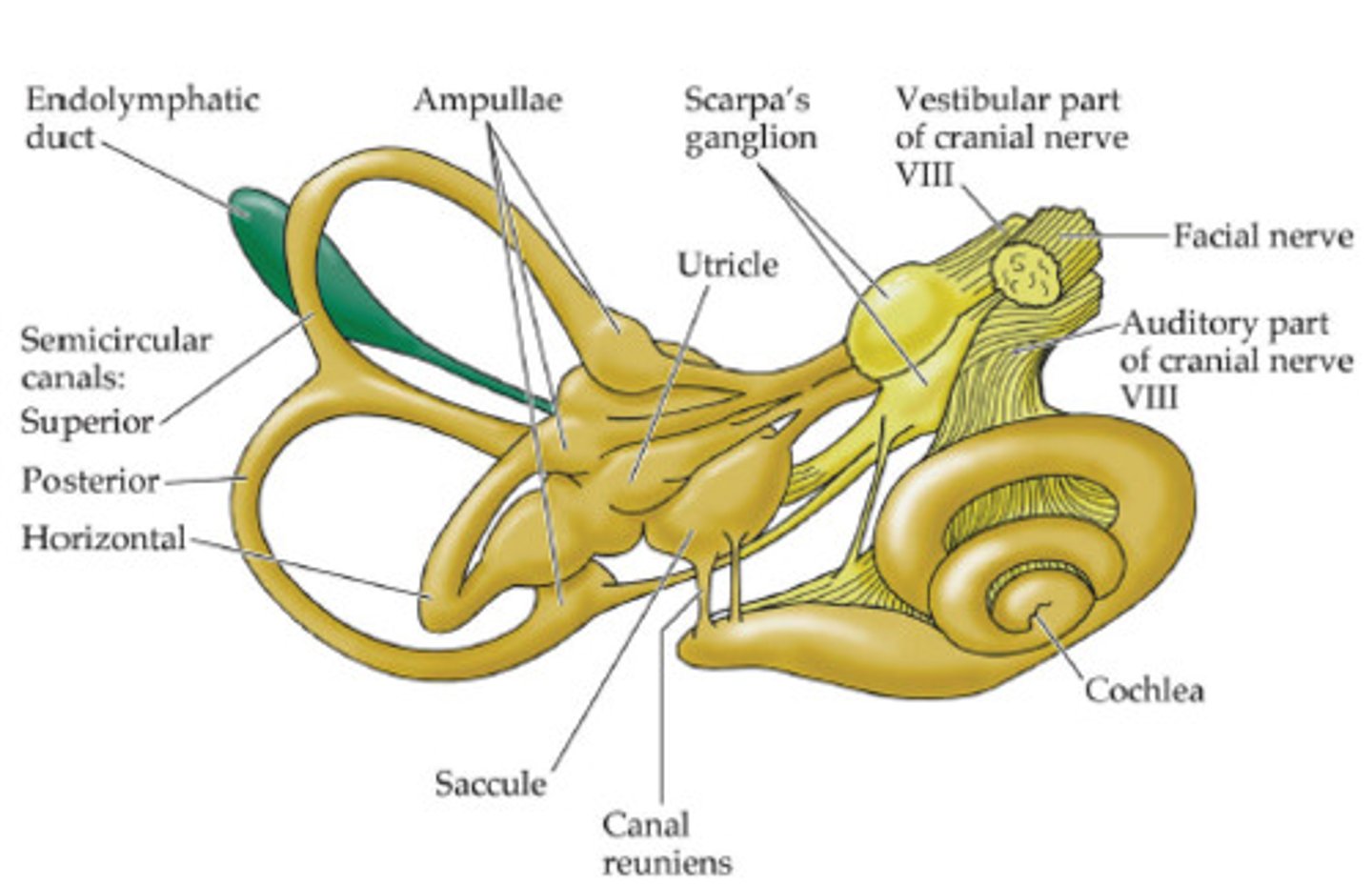 <p>Portion of the nervous system that is responsible for maintaining a person's equilibrium and position in space. The vestibular system consists of structures in the ear, vestibular nerves, and collections of vestibular nerves in the brainstem with connections also to eye muscles and large muscle groups in the trunk of the body.</p>