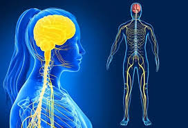 <p>Nervous System</p>