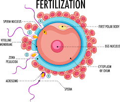 <p>Fertilization</p>