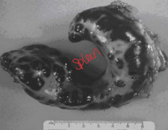 <p>Feline mast cells</p>