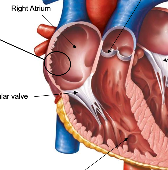 <p>muscle arranged into ridges on anterior surfaces and in auricles</p>