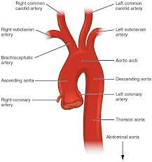 * Aortic Valve