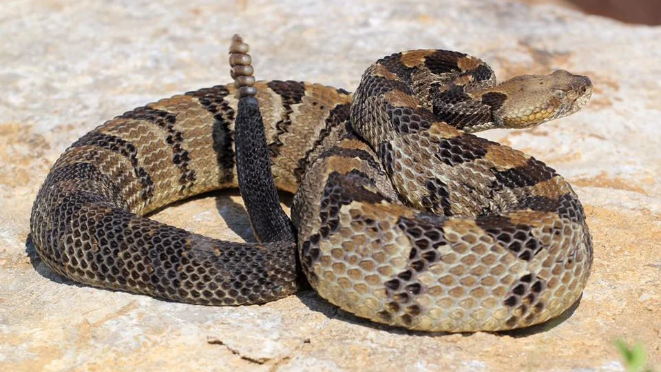 <p><span>Timber Rattlesnake</span></p>