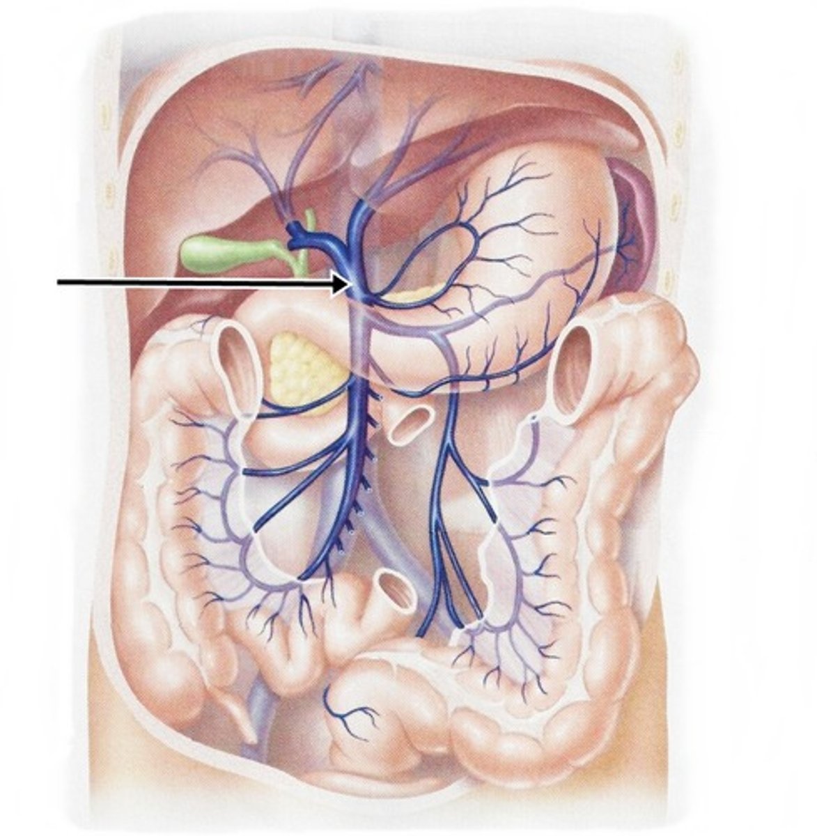 <p>arrangements of veins that connect capillaries throughout the GI track and process the blood in the liver to remove wastes and other nutrients.</p><p>pancreatic vv</p><p>inferior mesenteric vv</p><p>splenic mesenteric vv</p><p>superior mesenteric vv</p><p>right and left gastric vv</p><p>cystic vv</p><p>hepatic portal vv</p><p>hepatic sinusoids (capillaries)</p><p>hepatic vv</p>