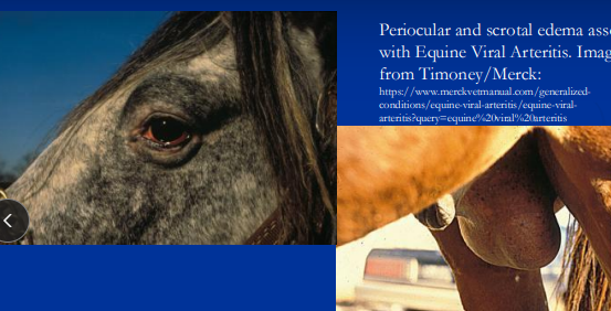 <p><span>Equine Viral Arteritis</span></p>