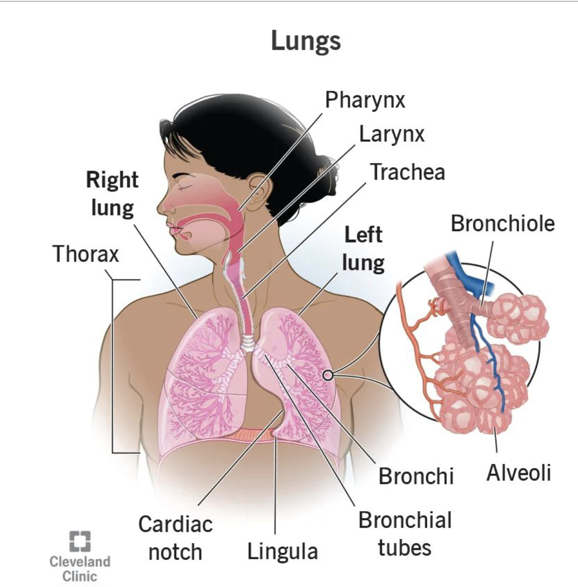 <p>What is the overlaid function of the respiratory system?</p>