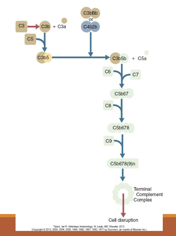 <ul><li><p><span style="color: red;">C3 convertase</span> activates <strong>C5</strong></p></li><li><p>C6 &amp; C7 <u>rapidly bind</u> to form a <span style="color: red;">multimolecular complex </span>that inserts on microbial<strong> cell wall</strong></p></li><li><p>C8 binds &amp; 12-18 C9 molecules polymerize to form a <strong>circle</strong></p></li><li><p>Produces a <strong>hole</strong> in the <u>pathogen surface</u></p></li><li><p>Pathogen killed by <strong>osmotic lysis</strong></p></li></ul><p></p>