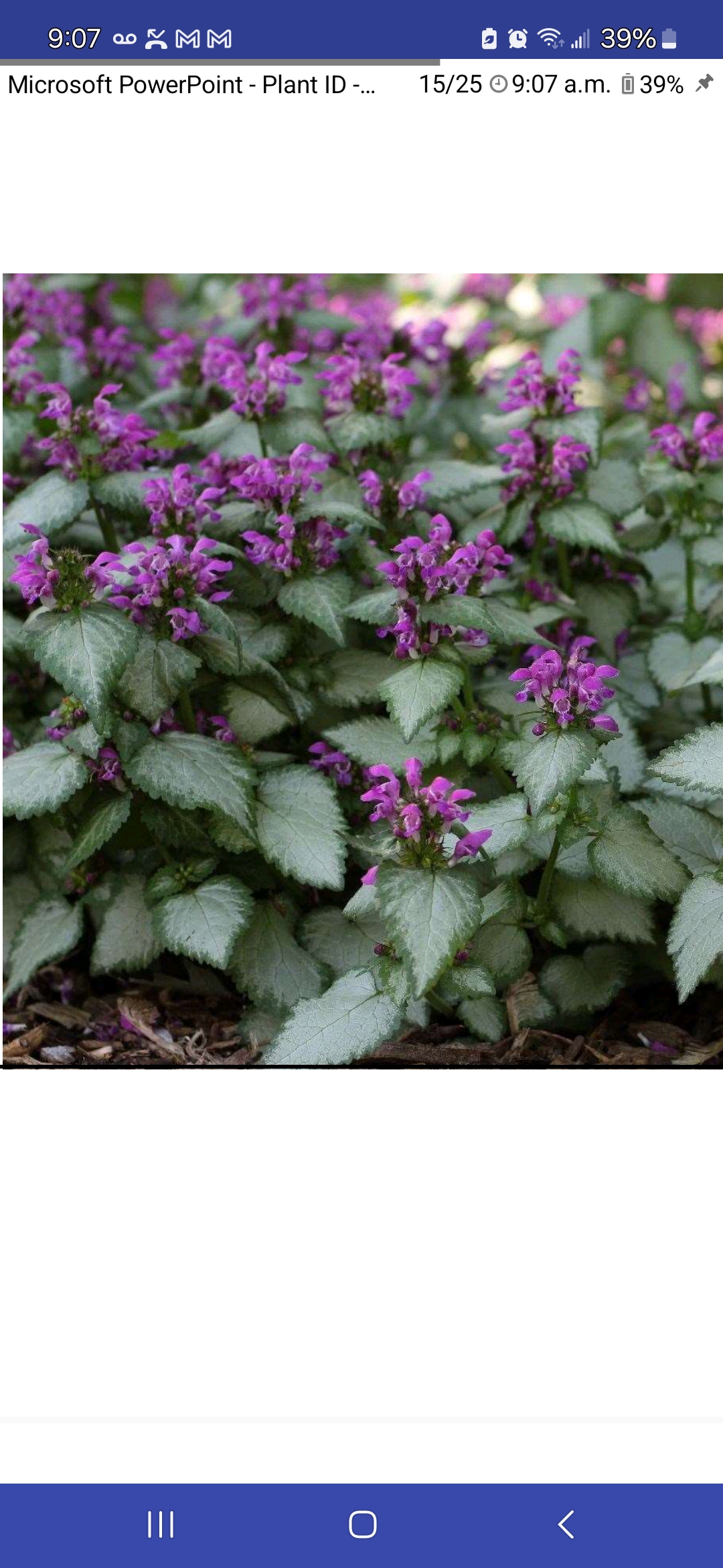 <p>Lamium maculatum, Lamiaceae</p>