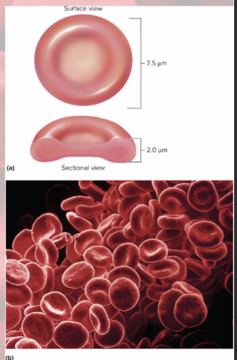 <p>disc-shaped cell with thick rim</p><ul><li><p>lose nearly all organelles during development</p></li><li><p>lack mitochondria and nucleus/DNA</p></li><li><p>cytoskeletal proteins (spectrin and actin) give membrane durability and resistance—helps it squeeze through small capillaries</p></li></ul><p></p>