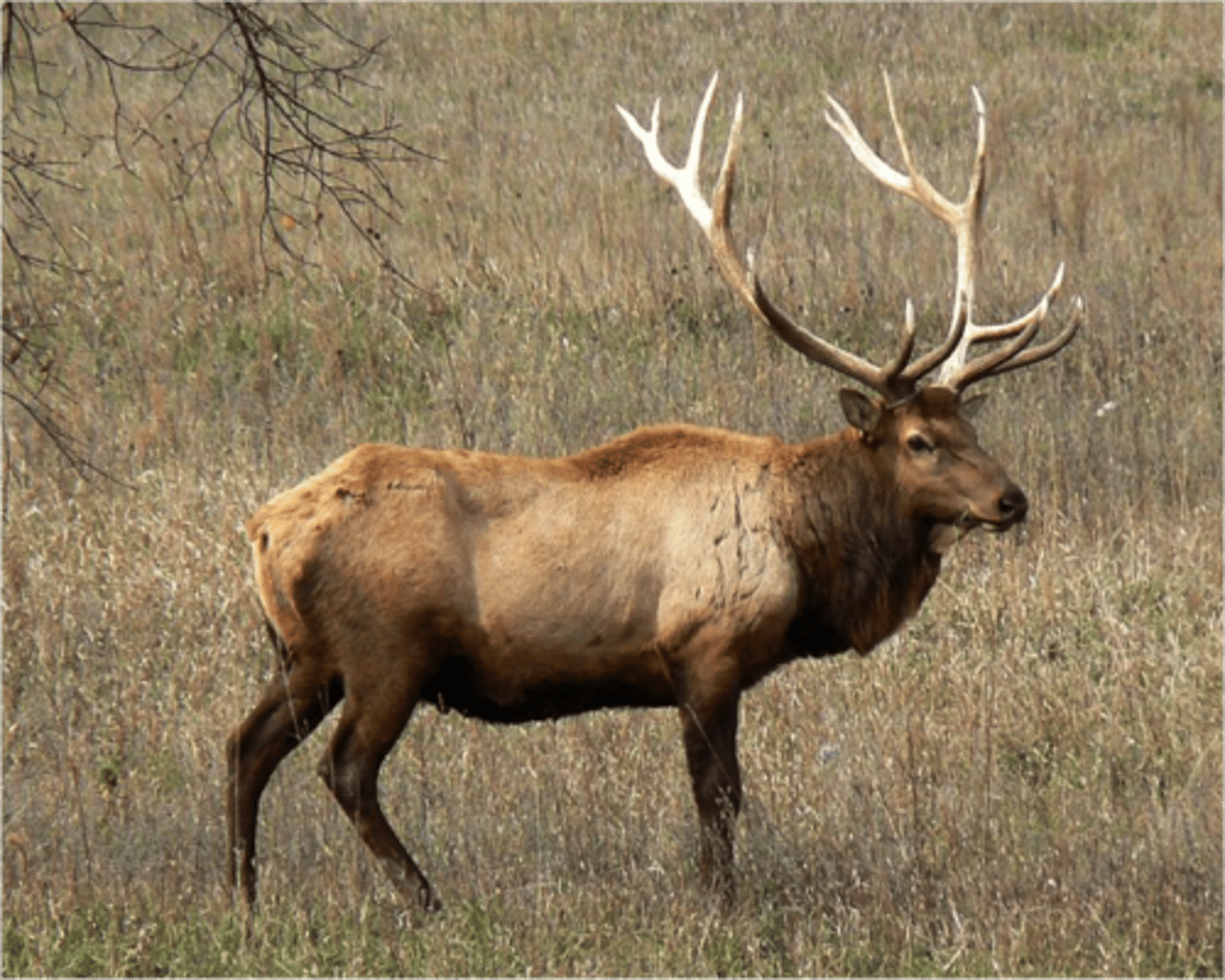 <p>Cervus canadensis</p>