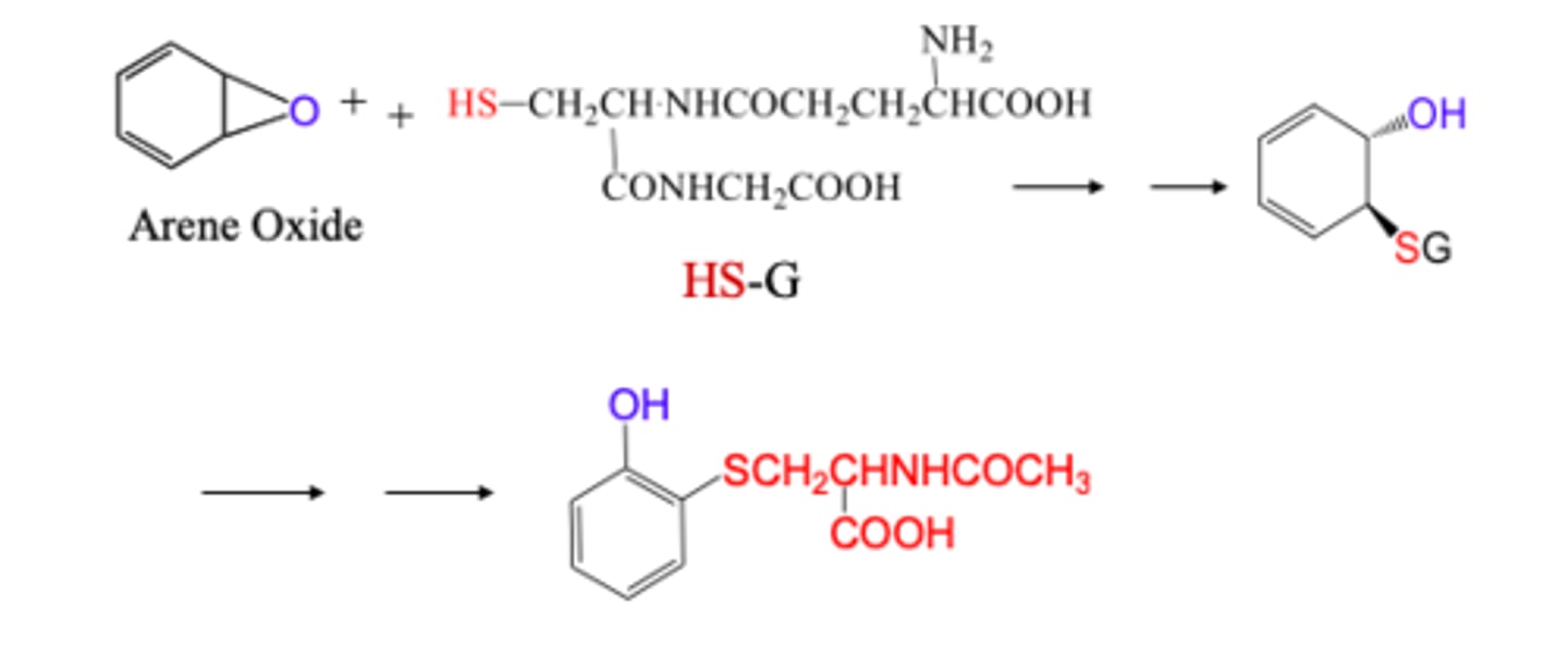 <p>* this serves as a protective mechanism against electrophilic species</p><p>A C-X will become C-SG. (G is glutathione)</p><p>ALSO:</p><p>An arene oxide / epoxide will react with glutathione (a tripeptide of Gly-Cys-Glu) so break the epoxide into an OH and an S-glutathione)</p><p>in other words, the arene that has an epoxide ester will break into two separate attachments, an OH on one side of the original epoxide, and a thioester bond on the other where S connects to the arene and to the glutathione (Phase II)(more aqueous soluble)</p>