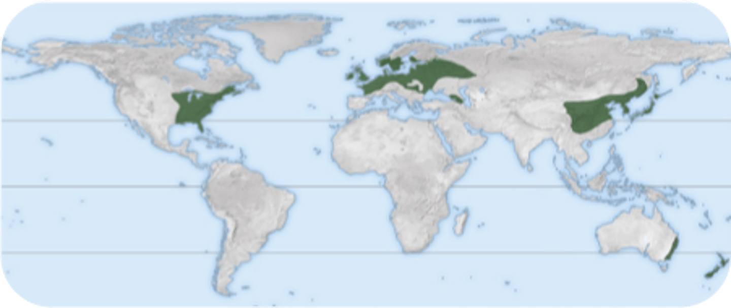 <p>eastern sides of continents, 20-40º</p>