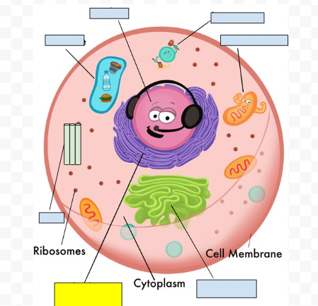 <p><span>Endoplasmic reticulum</span></p>