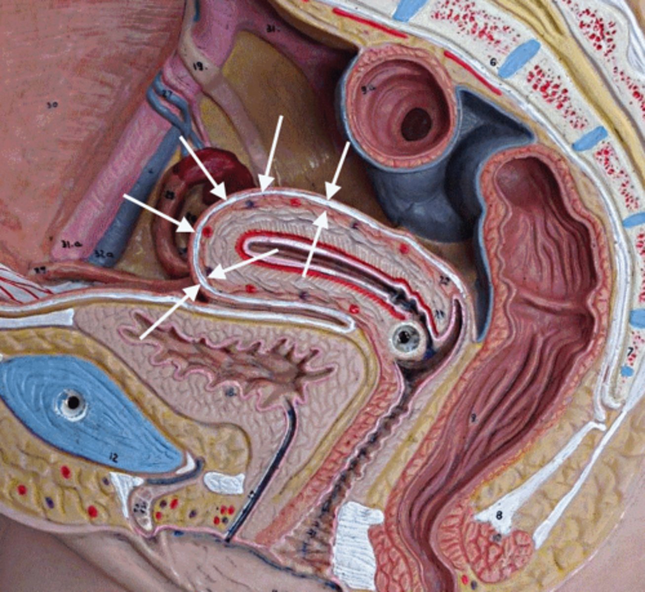 <p>Name this layer of the uterus</p>