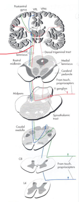 <p>Describe the pathway for touch and proprioception in the trigeminal system.</p>