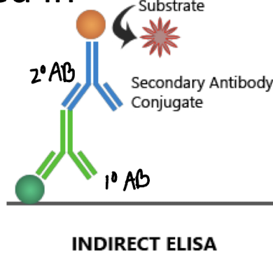 <p><span style="color: green;"><strong>More specific</strong> (two Ab used) <strong>and flexible</strong> </span>as the same labeled secondary antibody can detect multiple antigens.</p>