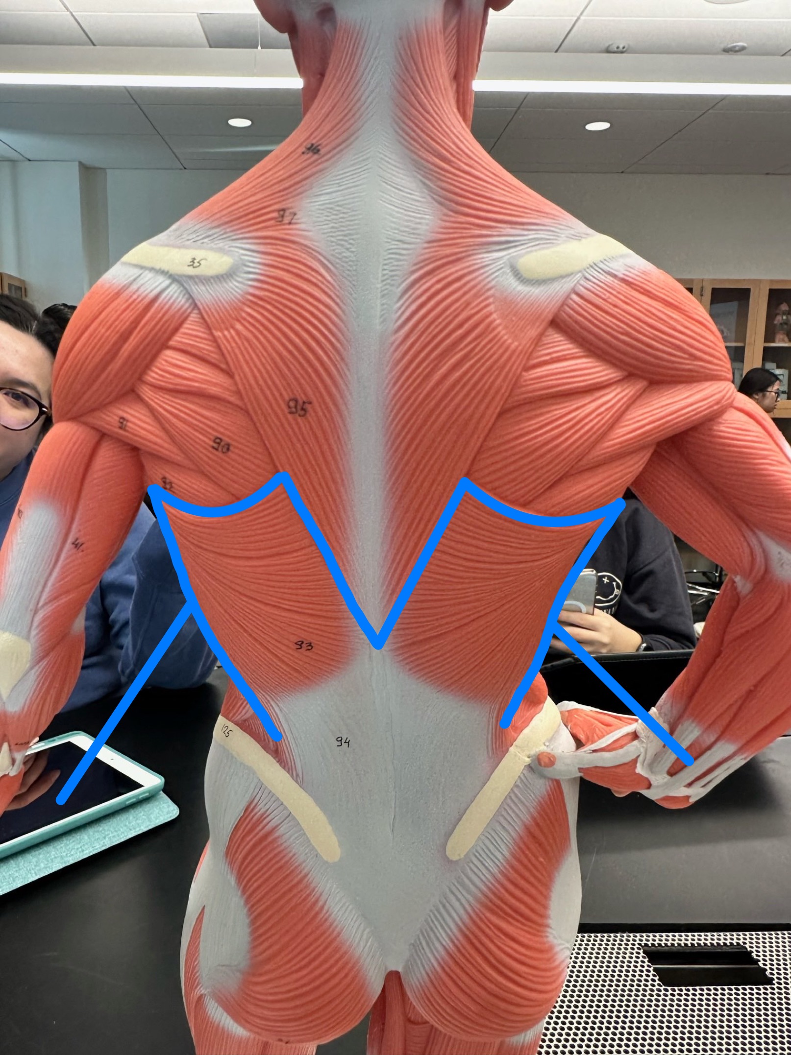 <p>ID muscle</p>