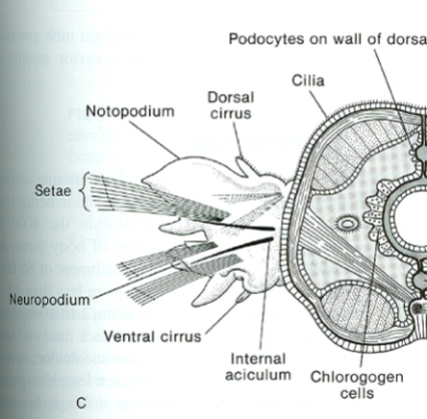 <p>What is the parapodia?</p>