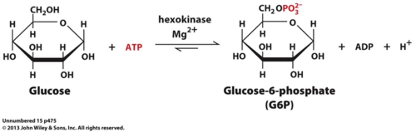 <p>The Hexokinase Reaction (Glucose to Glucose 6-Phosphate)</p><p>Phosphorylation is catalyzed by hexokinase in eukaryotes, and glucokinase in prokaryotes</p><p>Nucleophilic oxygen at C6 of glucose attacks the last (γ) phosphorous of ATP</p><p>ATP provides the phosphoryl group</p><p>Bound Mg2+ facilitates this process by stabilizing the negative charge in the transition state</p>