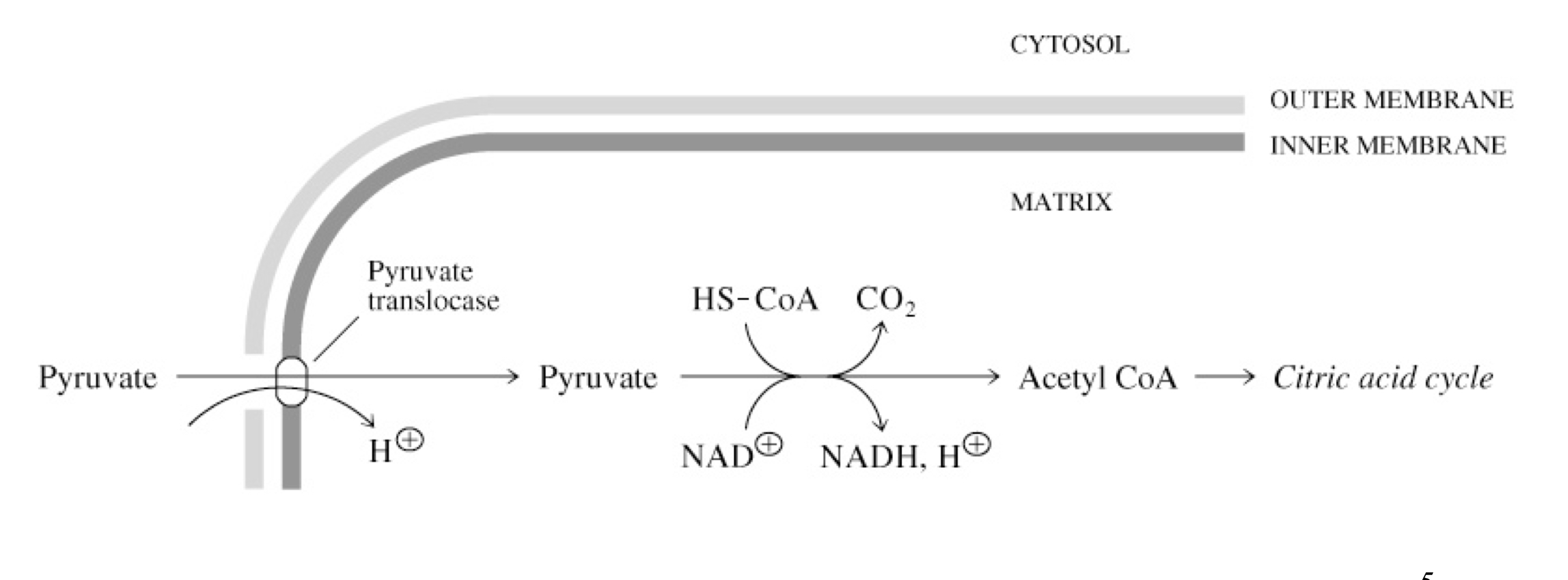 pyruvate is formed in the cytosol by glycolysis and must be transferred to the mitochondria for oxidative catabolism (TCA cycle)

pyruvate translocate transports pyruvate into the mitochondria in support with H+