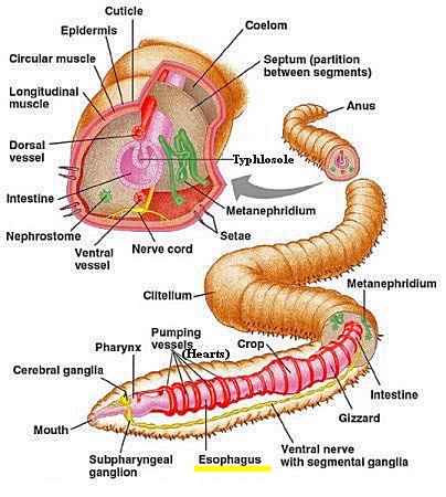 <p>Esophagus function</p>