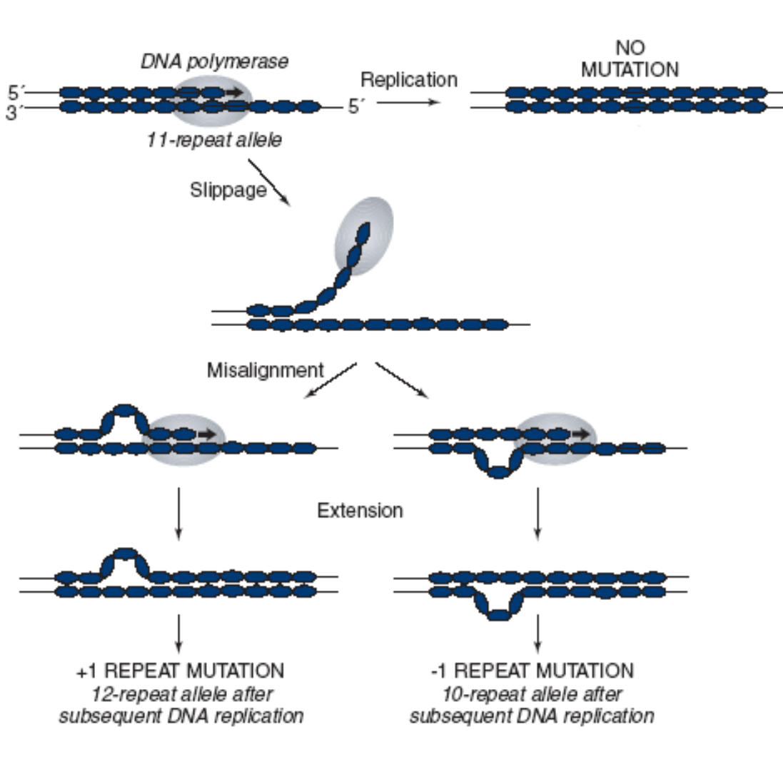 <ul><li><p><strong>Insertion and deletion of nucleotide repeats by strand slippage:</strong> During DNA replication, either the template strand or the newly synthesized strand can "slip" at regions containing short tandem repeats. This slippage can lead to an increase or decrease in the number of repeats, causing an insertion or deletion mutation (e.g., trinucleotide repeat expansion mutations).</p></li><li><p><strong>Mispaired Nucleotides:</strong> Non-complementary bases can pair during DNA replication due to unusual base conformations (e.g., non-Watson-and-Crick base pairing or "third-base wobble," where G pairs with T or C with A, typically with <strong>two hydrogen bonds</strong>). </p><ul><li><p>If not corrected, this <strong><em>incorporated error</em></strong> leads to a mutation in the next replication round.</p></li></ul></li></ul><p></p>