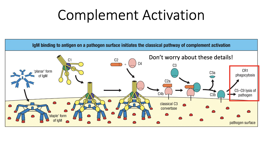 <ul><li><p class="isSelectedEnd"><span>Pentameric “planar” structure matches </span><strong><span>C1q binding sites</span></strong><span> perfectly.</span></p></li><li><p><span>C1q engagement rapidly triggers the </span><strong><span>classical complement cascade</span></strong><span>.</span></p></li></ul><p></p>