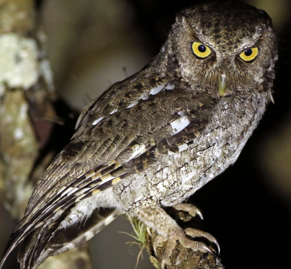 <p>What bird is this?</p>