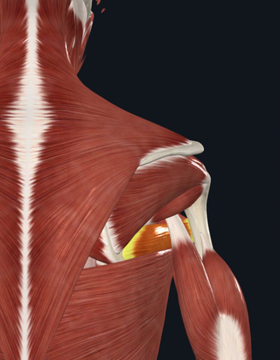 <p>Muscle that assists in arm adduction</p><p>arm and shoulder muscles</p>