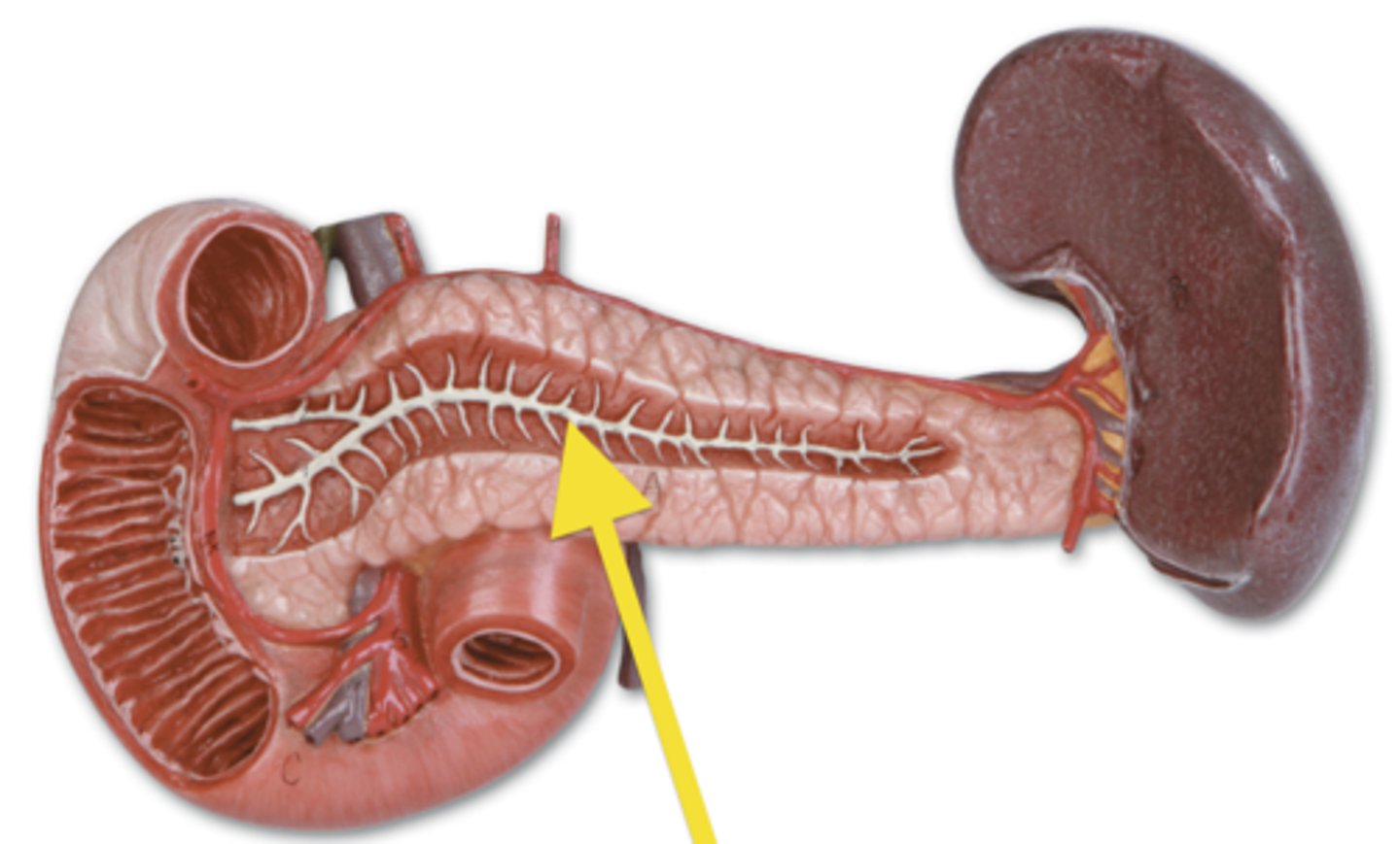 <p>Structure</p><p>- TA will flip pancreas over to show</p><p>- Middle lighter line</p>