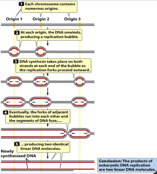 <ul><li><p>Too large to have a single replication origin, so linear chromosomes in eukaryotes need multiple origins </p></li><li><p>Linear chromosomes: complex and linear and lots of nucleotides and many sites of replication (unique and need to melt DNA)</p></li><li><p>Origin 1, 2, 3 initiate replication, meet up when bubbles merge together and have replication of entire strand </p></li><li><p>Bidirectional </p></li></ul><p></p>