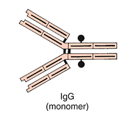 <p>IgG</p>