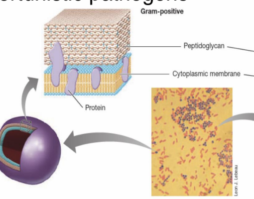 <p><strong>Bacteria that stain purple, thick peptidoglycan, no OM when Gram-stained and can include opportunistic pathogens.</strong></p><p><strong>2 major groups: </strong></p><p>Low <span>G + C (guanine-cytosine) bacteria,</span></p><p><span>High G + C  bacteria</span></p>