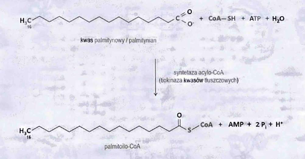<p>(Ligazy)</p><p>Specyficzny typ ligazy, zawsze zużywa ATP.</p>