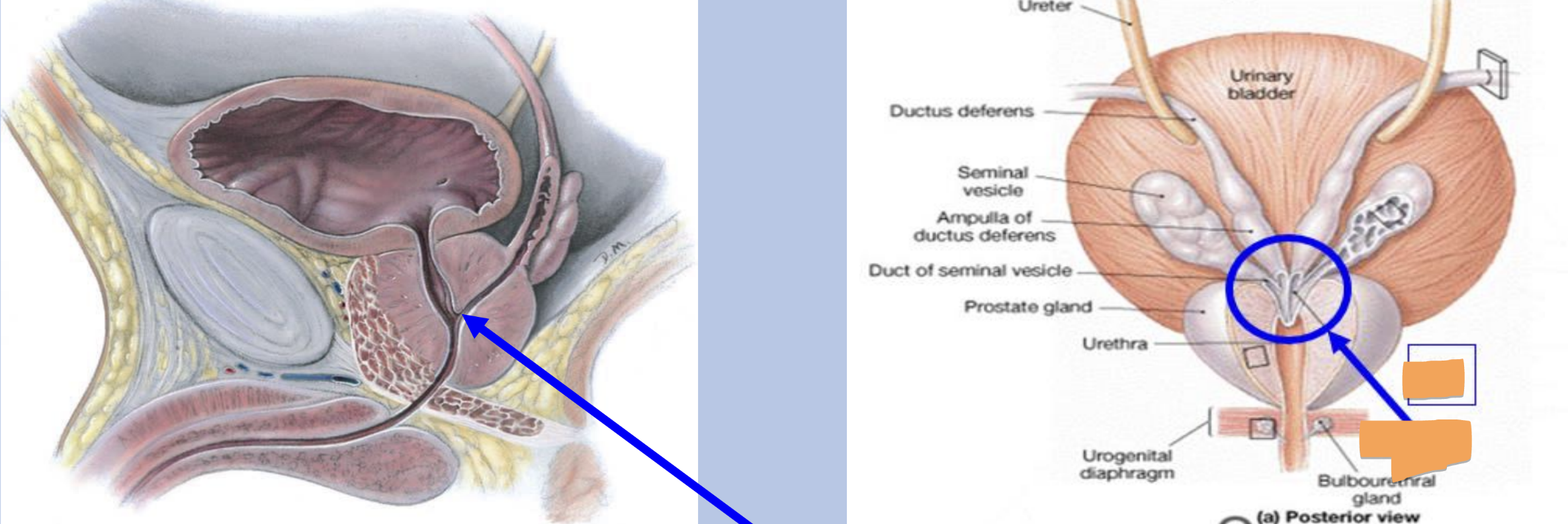 <ul><li><p>formed by union of ductus deferens and the duct of seminal vesicles</p></li><li><p>passes through prostate gland to join the prostatic urethra</p></li></ul><p></p>