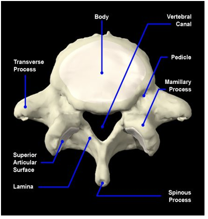 <p><em>processus articularis inferior </em><br><em>(=rond as gedraaid)</em></p>