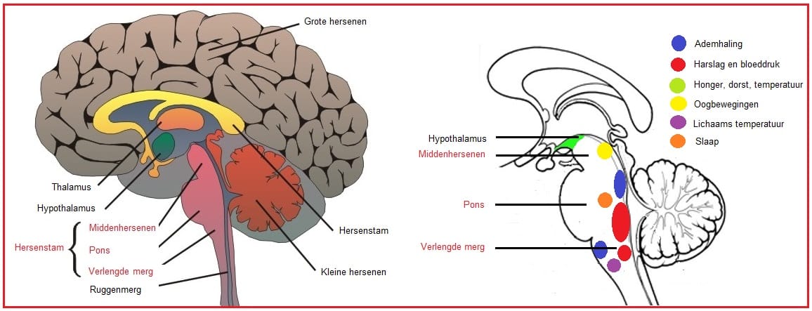 <p><span><span>De hersenstam is evolutionair een heel oud stuk hersenen. Alle primaire overlevingsreflexen ontstaan in de hersenstam.</span></span></p><p><span><span>De hersenstam bestaat uit het verlengde merg, pons en middenhersenen. </span></span></p><p><span><span>De hersenstam geleidt impulsen van het ruggenmerg naar de grote en kleine hersenen en omgekeerd. Veel reflexen verlopen via de hersenstam. </span></span></p><p><span><span>De hersenstam speelt een grote rol bij het constant houden van het interne milieu (homeostase) als temperatuur, hartslag, ademhaling en bloeddruk. </span></span></p><p><span><span>Als de hersenstam niet meer werkt is de patiënt hersendood</span></span></p><p><span><span>Slapen, waken, dromen, alertheid, reflexen…</span></span></p><p><span><span>Staat ook in verbinding met gebieden waar informatie wordt verwerkt zoals de thalamus en hypothalamus, en is betrokken bij automatische functies en gedragingen. </span></span></p>