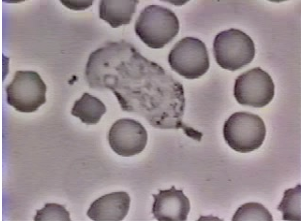 <p>Describe this picture </p>