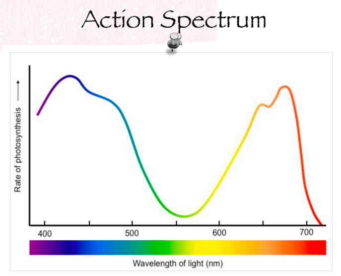 <p>The wavelengths of light that are most effective for photosynthesis.</p>