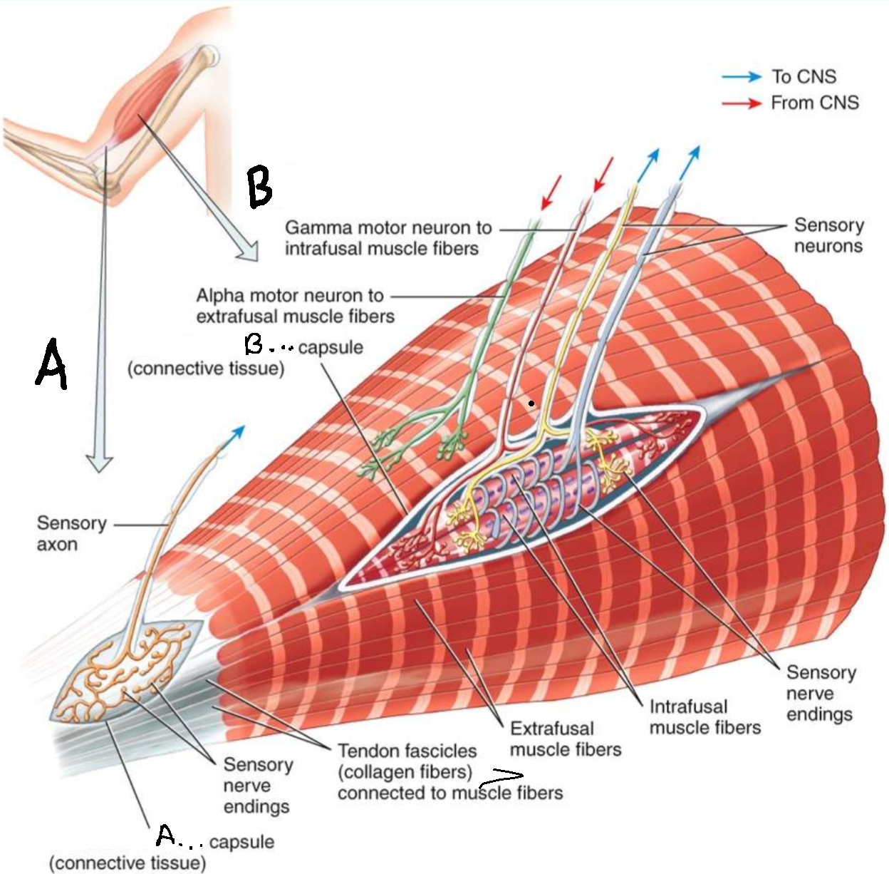<p>What is A?</p>