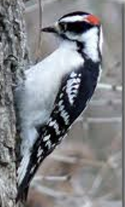 <p>What Bird is this? (and gender)</p>