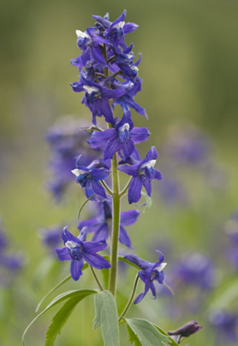 <p>delphinium</p><p>cattle - sudden death</p>