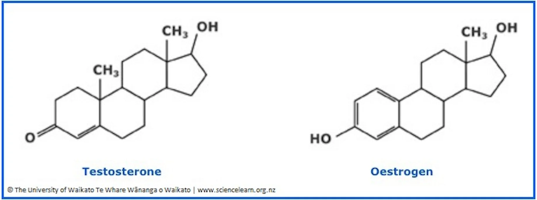 <p>derived from cholesterol </p>