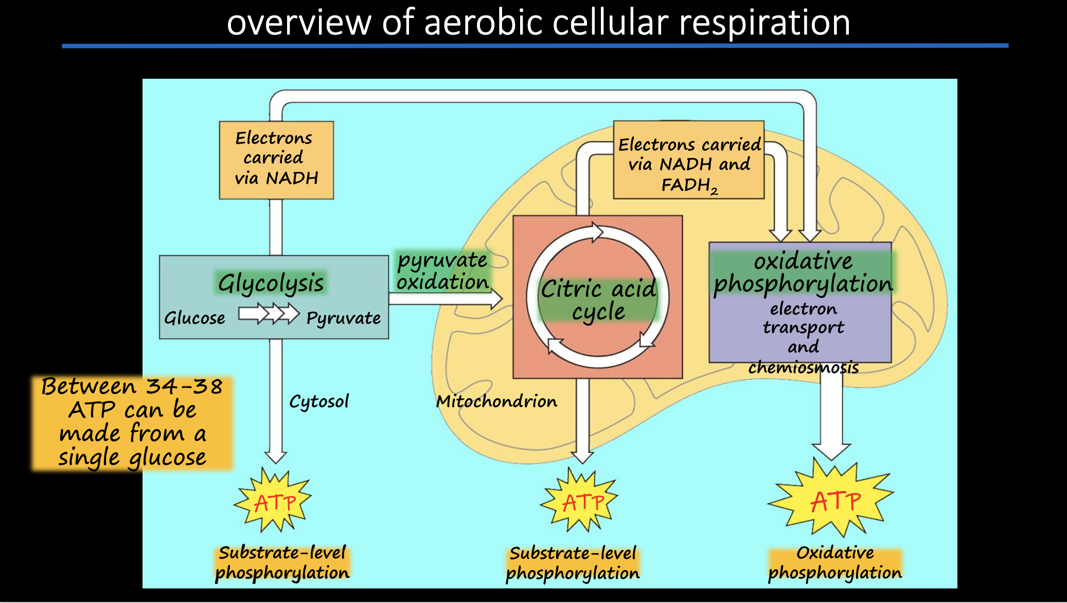 knowt flashcard image