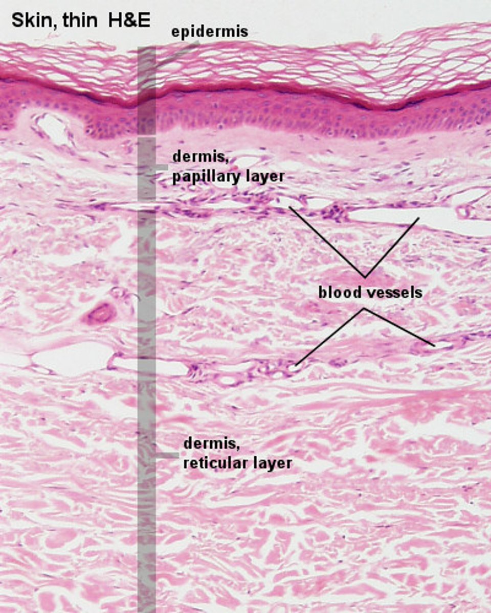<p>The papillary layer contains loose areolar connective tissue.</p>