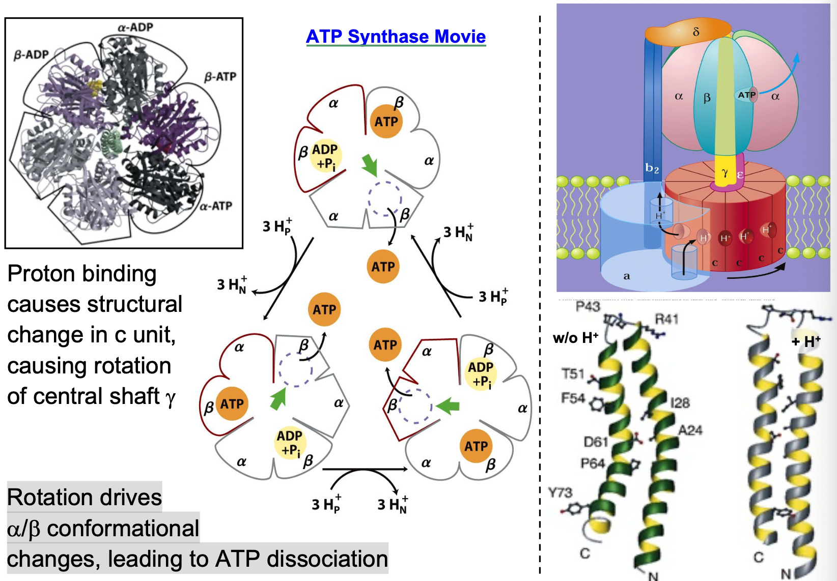 <ul><li><p>proton binding causes structural change in c unit, causing rotation of central shaft γ</p></li><li><p>Rotation drives α/β conformational changes, leading to ATP dissociation</p></li></ul><p></p>