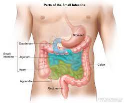 Small intestine 