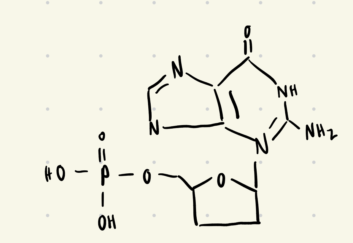 <ul><li><p>GMP</p></li></ul><p></p>