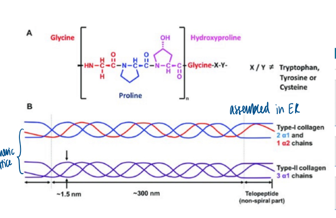 <p>central component of the ECM </p><ul><li><p>long sturdy, rope structure </p></li><li><p>many variations of collagen </p></li><li><p>assembled in ER in a trimeric lattice structure </p></li></ul><p></p>